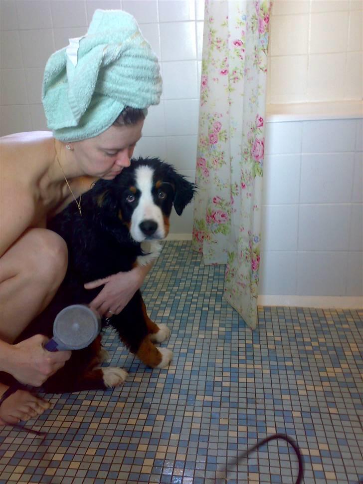 Berner sennenhund max - han var så muddert til at vi måtte smide ham i bad det var han ikke så vild med billede 6
