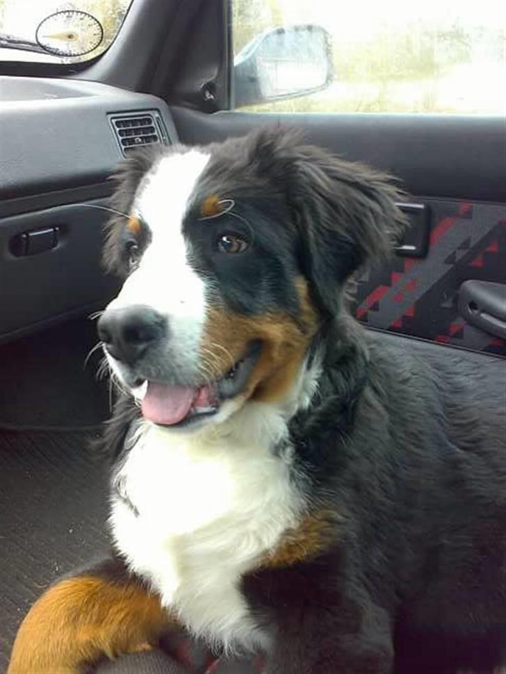 Berner sennenhund max - jeg elsker at køre i bil med "far" billede 7