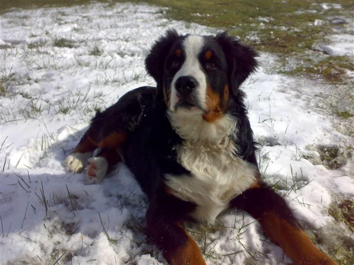Berner sennenhund max - se mig er jeg ikke flot.. billede 8