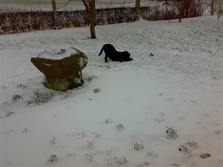 Berner sennenhund max - max`s første vinter. billede 9