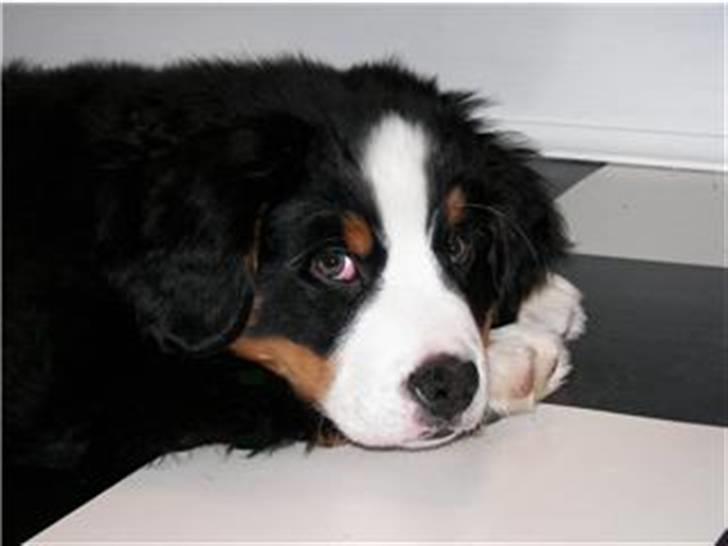 Berner sennenhund max - max slapper af billede 10