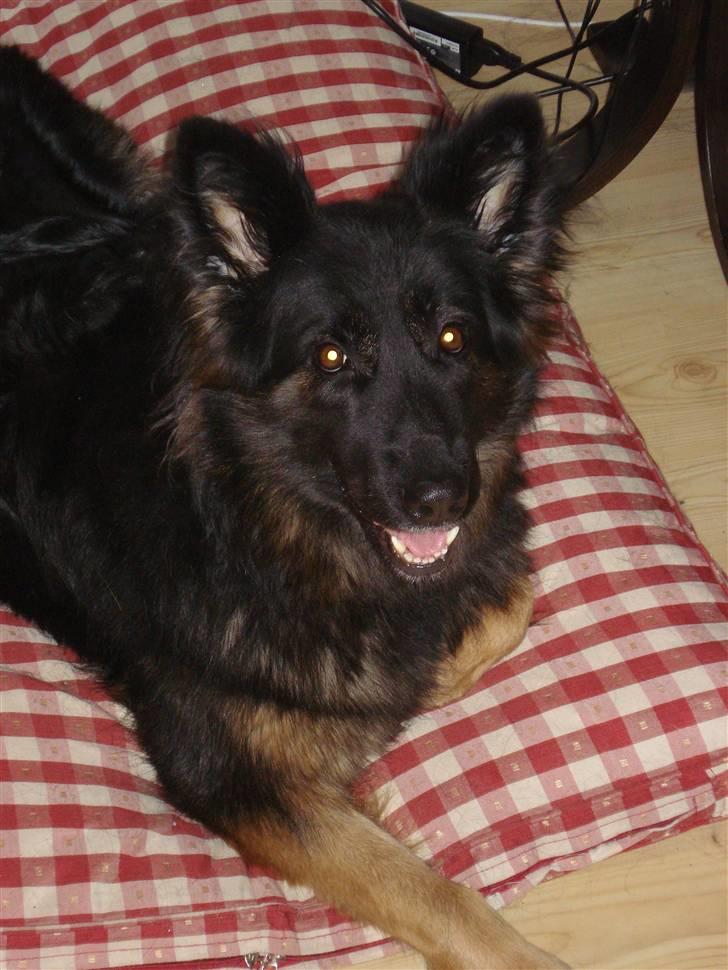 Schæferhund Hollie billede 5