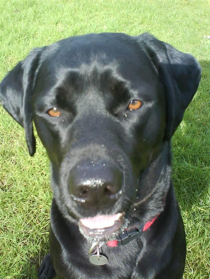 Labrador retriever Freja billede 18