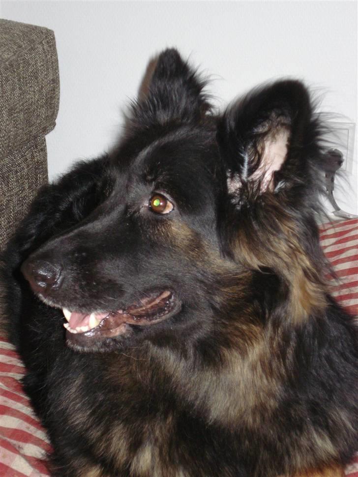 Schæferhund Hollie billede 6