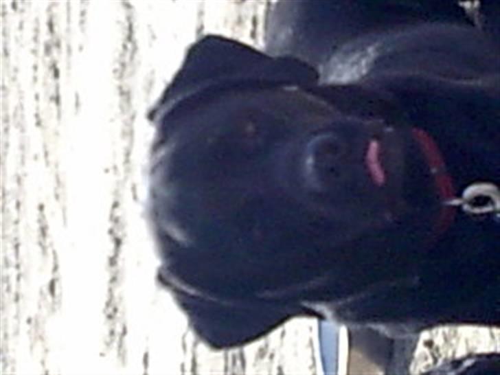 Labrador retriever Freja billede 19