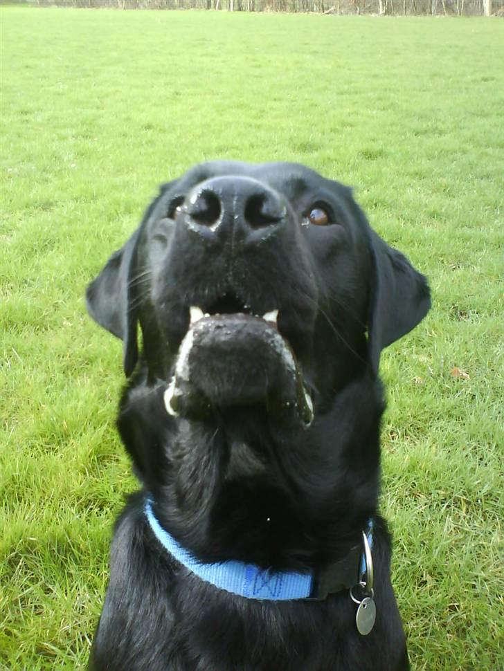 Labrador retriever Simba billede 18