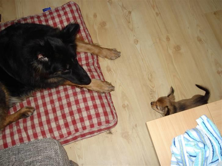 Schæferhund Hollie billede 7