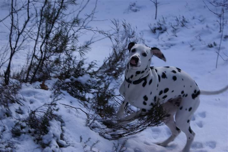 Dalmatiner Akibald R.I.P d. 4/5-2009 - Sne er sjovt :D billede 8