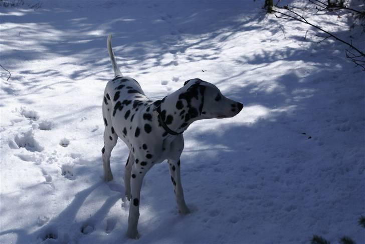 Dalmatiner Akibald R.I.P d. 4/5-2009 billede 9