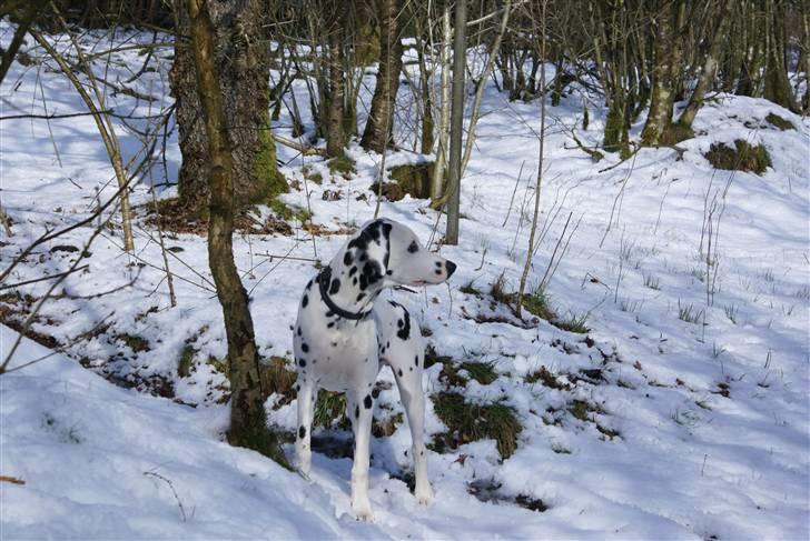 Dalmatiner Akibald R.I.P d. 4/5-2009 billede 10