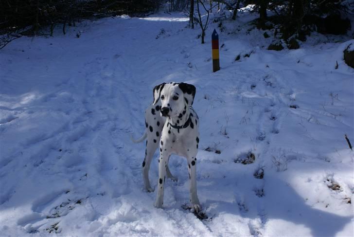 Dalmatiner Akibald R.I.P d. 4/5-2009 billede 11