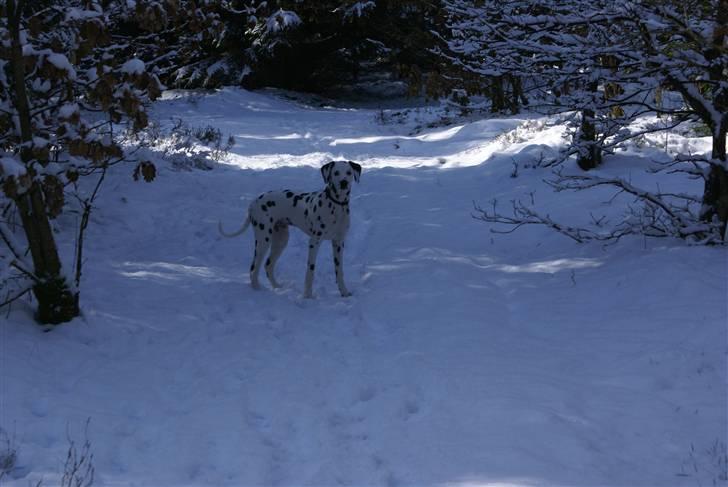 Dalmatiner Akibald R.I.P d. 4/5-2009 billede 12