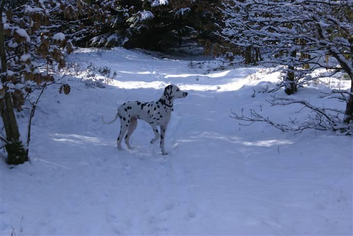 Dalmatiner Akibald R.I.P d. 4/5-2009 billede 13