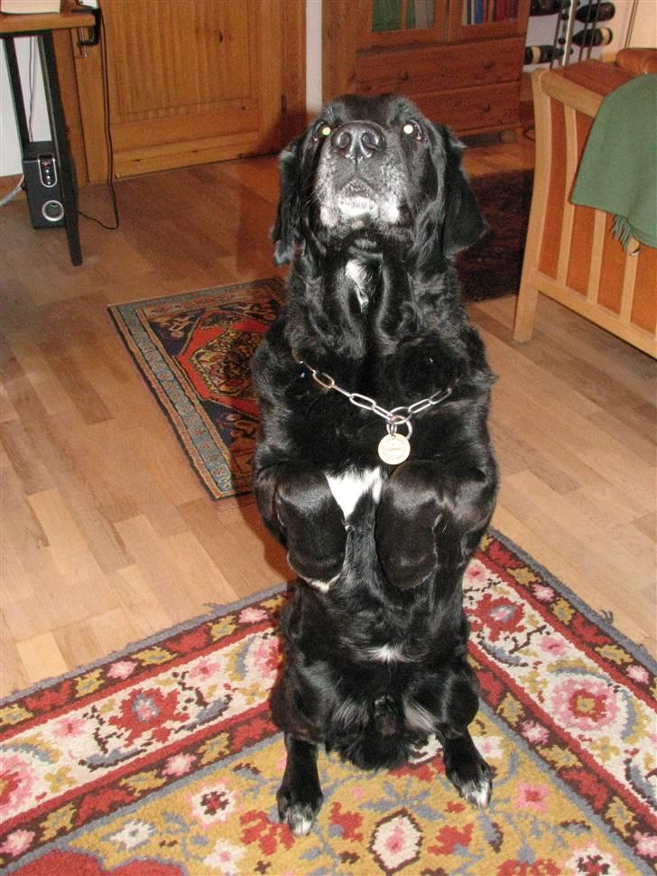 Blanding af racer Laban - Se hvor fint jeg kan sidde..  billede 15