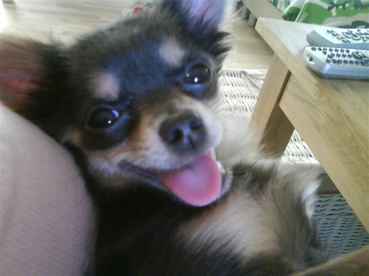 Chihuahua Malli - Nyt.. ;O) billede 13