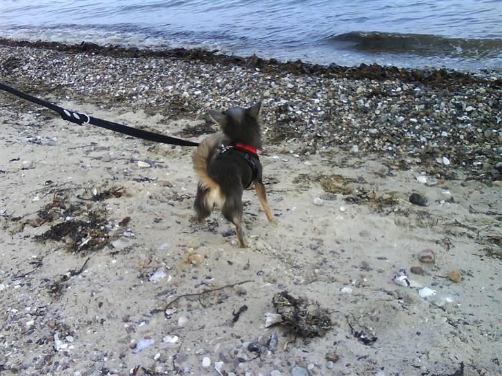 Chihuahua Malli billede 14