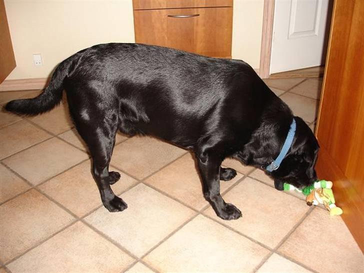Labrador retriever Alto *R.I.P* billede 8