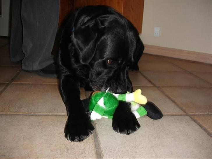 Labrador retriever Alto *R.I.P* billede 9