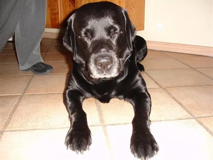 Labrador retriever Alto *R.I.P* billede 10