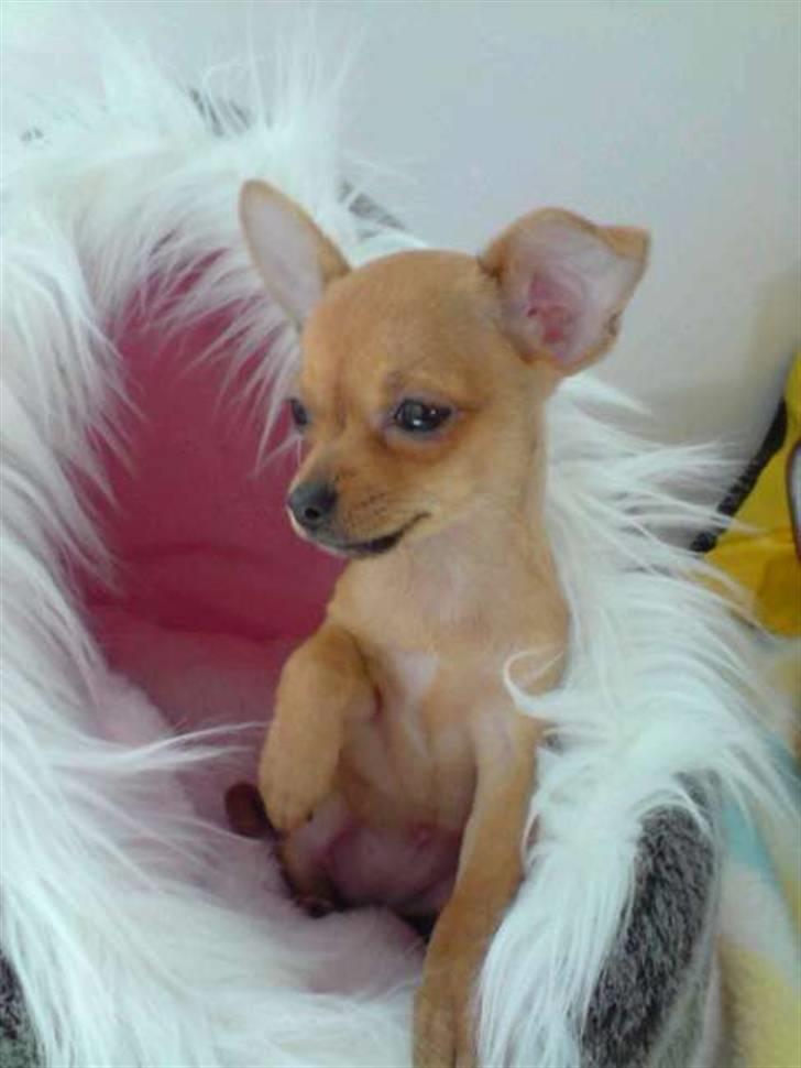 Chihuahua Gizmo - Dejlige Gizmo :) Mors lille fotomodel:p billede 1