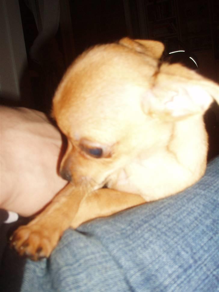 Chihuahua Gizmo - Hun er bare det smukkeste:) billede 2