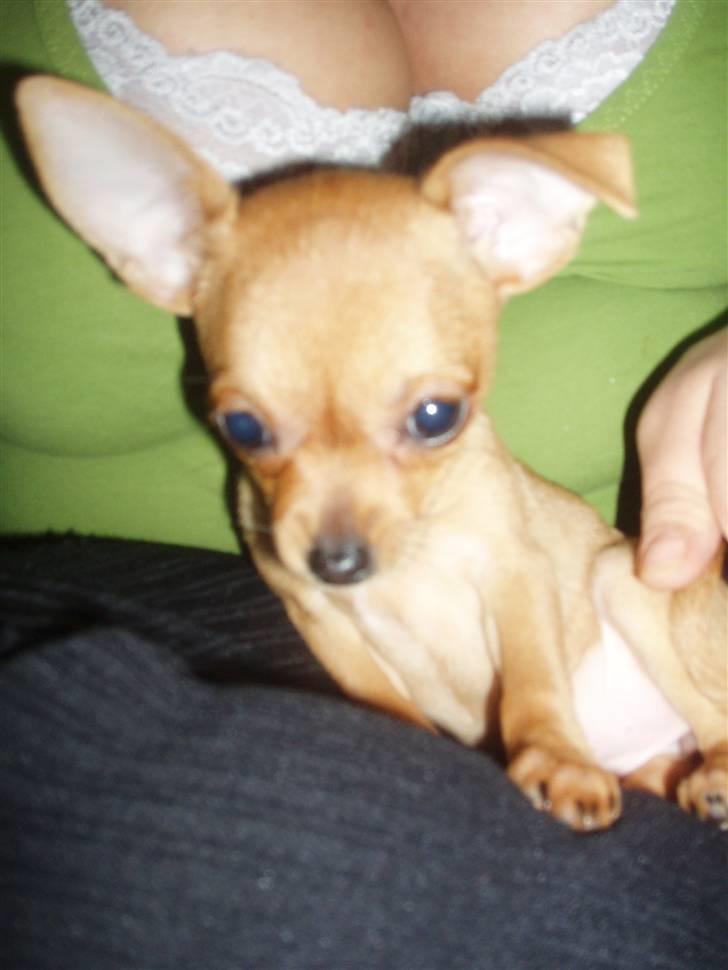 Chihuahua Gizmo - Hun er faldet rigtig hurtigt til den lille fis:) billede 3