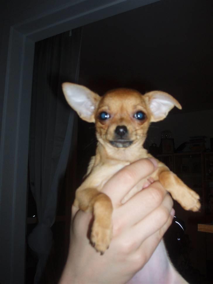 Chihuahua Gizmo - Fin og smuk:) billede 4
