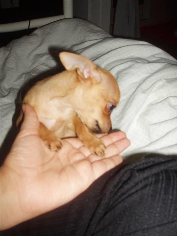 Chihuahua Gizmo - Vi er så forelskede:) billede 5