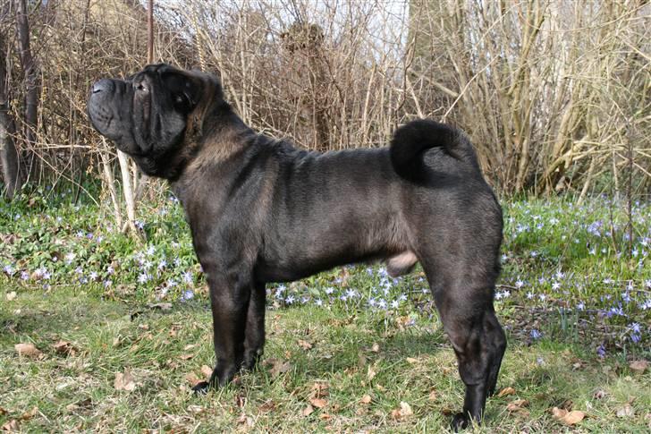 Shar pei Louis billede 6