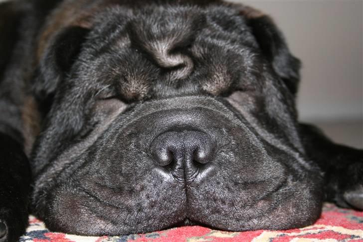 Shar pei Louis billede 7