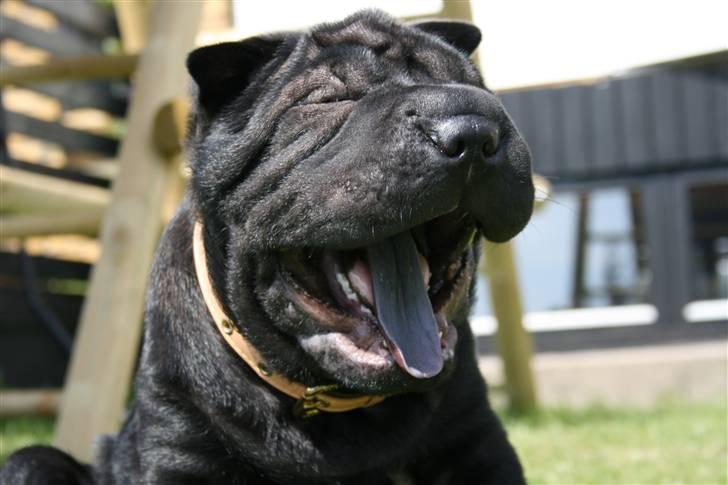 Shar pei Louis - GAAAAAAB billede 8