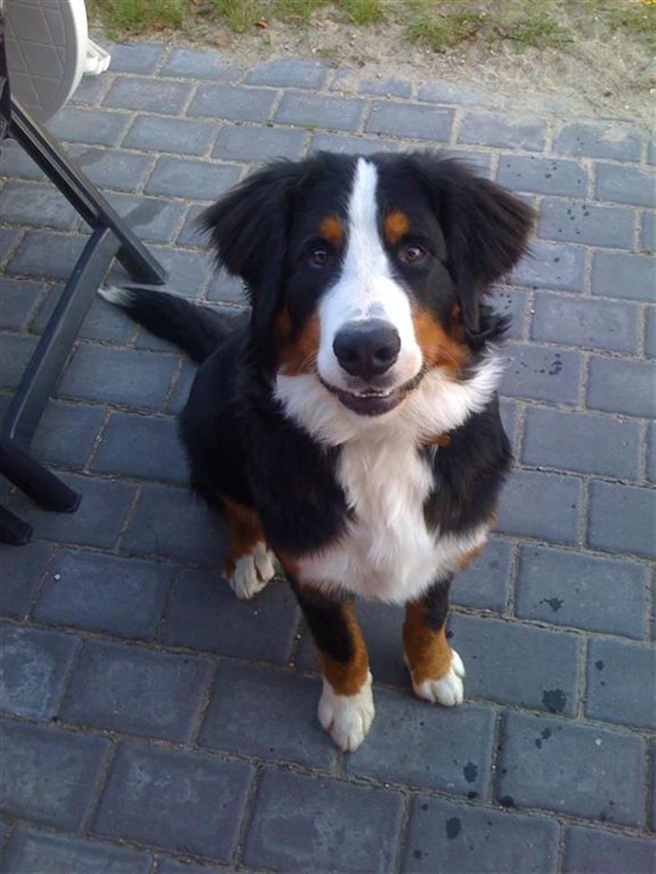 Berner sennenhund Morgan - Morgan 7mdr billede 1