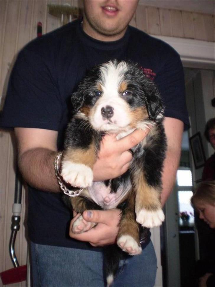 Berner sennenhund Morgan - MAN KAN SE MIN UNDERVOGN!!! SÆT MIG NEEEED!!!! billede 2