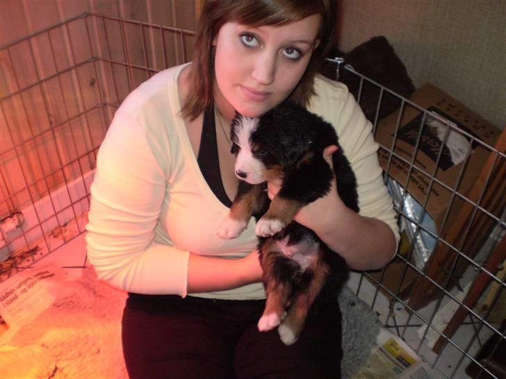 Berner sennenhund Morgan billede 3