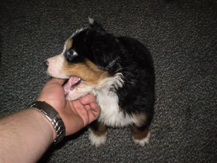 Berner sennenhund Morgan billede 4