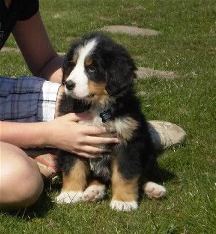 Berner sennenhund Morgan billede 5