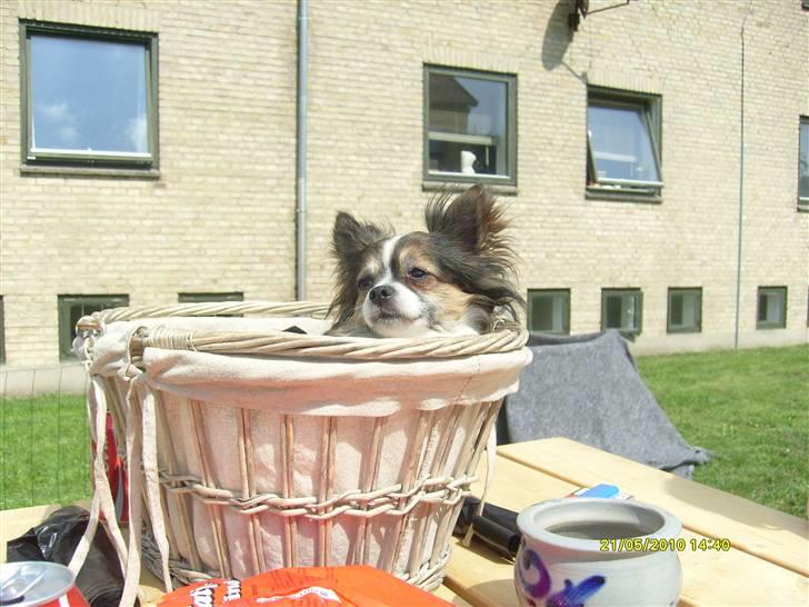 Chihuahua Chili "Rottweileren"RIP - Chili i kurven billede 29