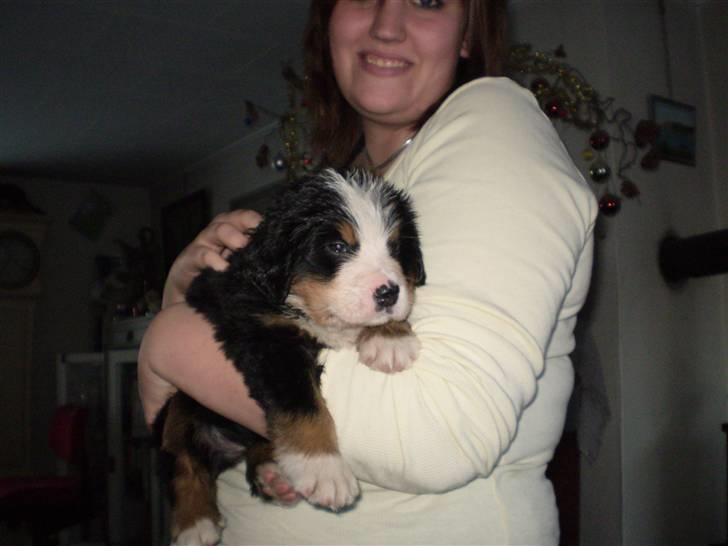 Berner sennenhund Morgan - Jeg er STADIG suuuuulten!!! eller jeg mener,.. vov vov.. :) billede 6