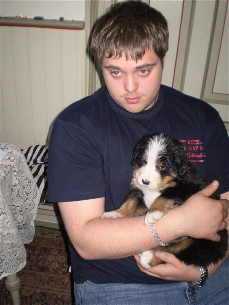 Berner sennenhund Morgan billede 7