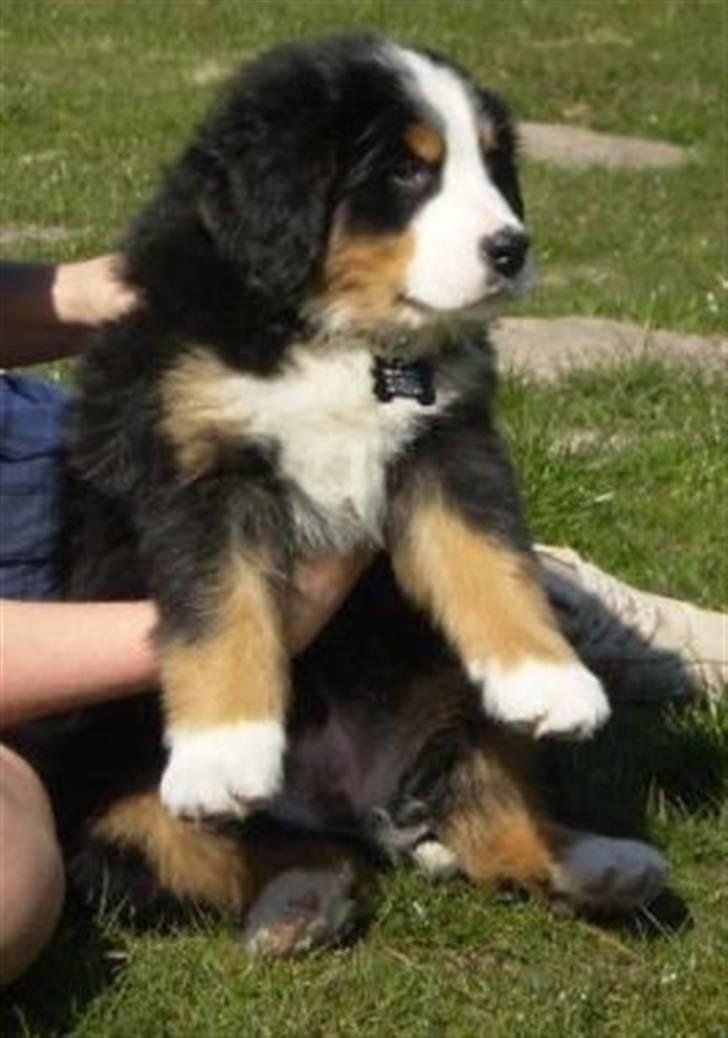 Berner sennenhund Morgan billede 8