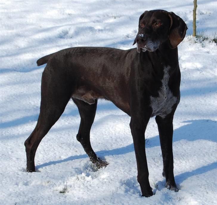 Korthåret hønsehund Fuglsig's Sako billede 12