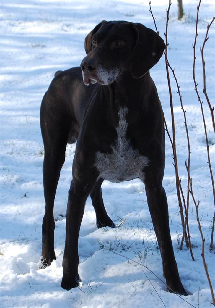 Korthåret hønsehund Fuglsig's Sako billede 13