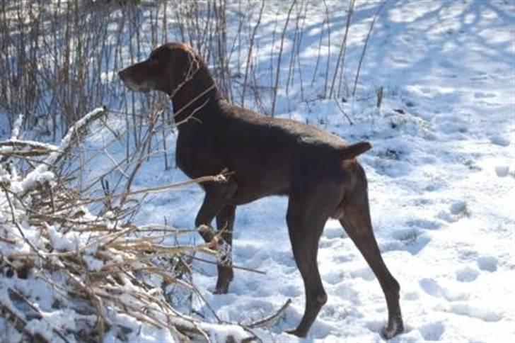 Korthåret hønsehund Fuglsig's Sako billede 14