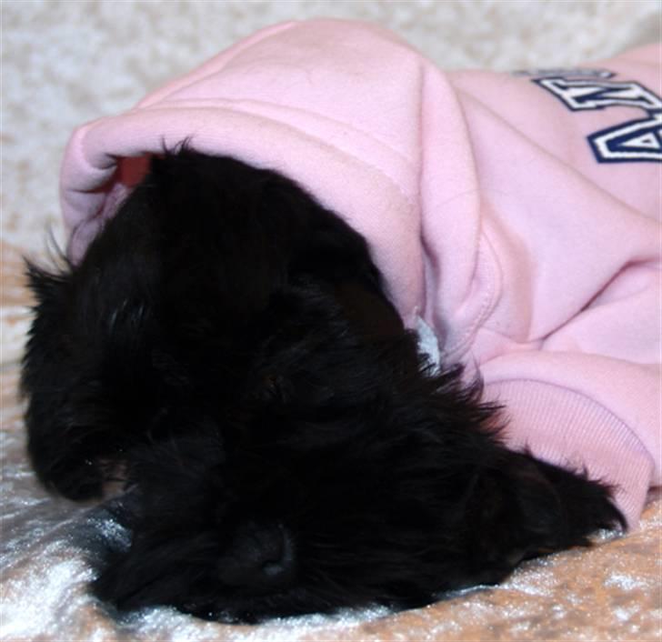 Dvaergschnauzer Sváva's Elenna - Tazhia - Træt træt træt billede 9