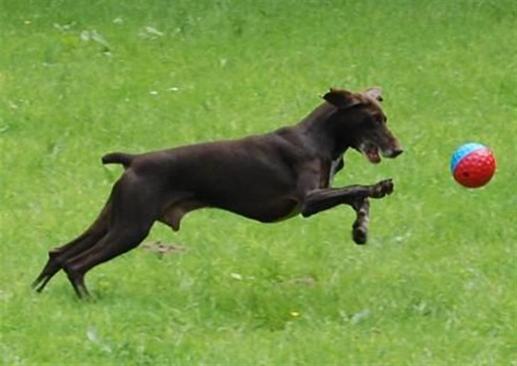 Korthåret hønsehund Fuglsig's Sako billede 15