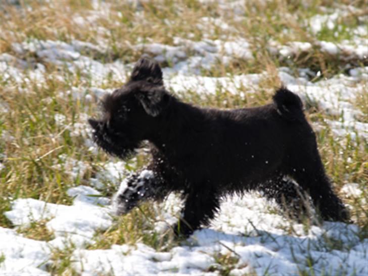 Dvaergschnauzer Sváva's Elenna - Tazhia - Sne sne sne billede 10