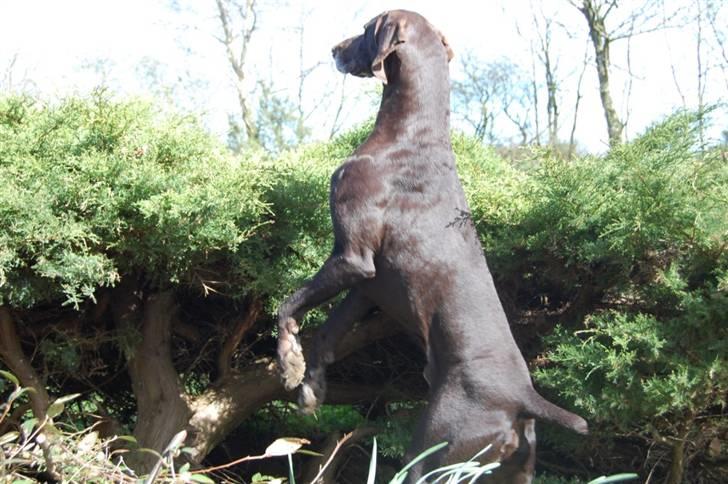 Korthåret hønsehund Fuglsig's Sako billede 16