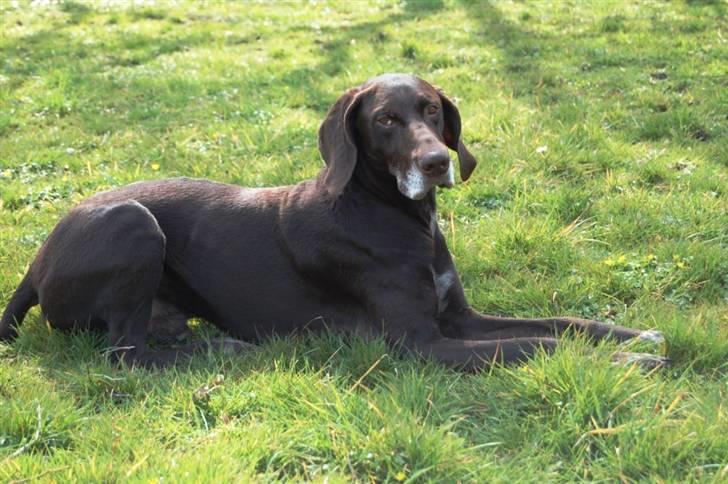 Korthåret hønsehund Fuglsig's Sako billede 17