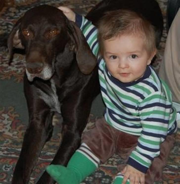 Korthåret hønsehund Fuglsig's Sako billede 18