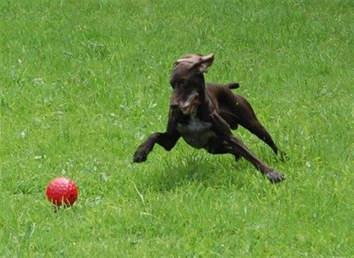 Korthåret hønsehund Fuglsig's Sako billede 19